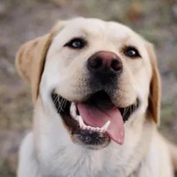 Service dog Unknown
