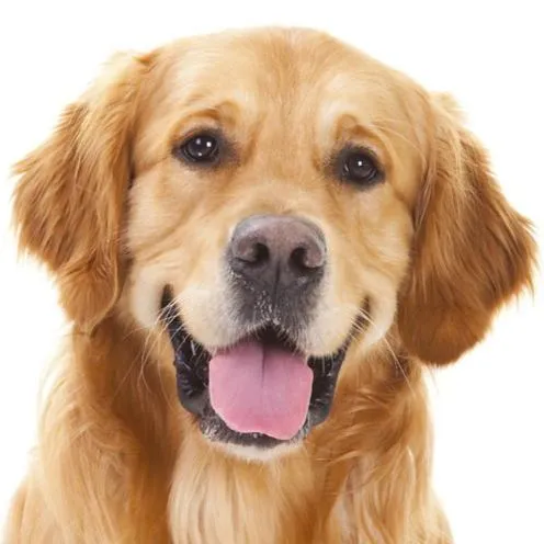 Service dog Unknown